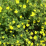 Potentilla fruticosa 'Gold Star'.png